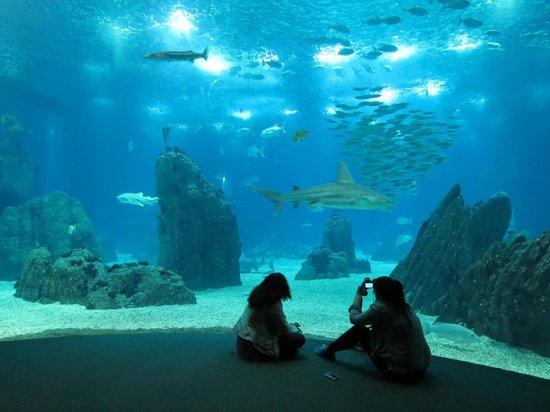 Actividades Lisboa - Oceanário Lisboa