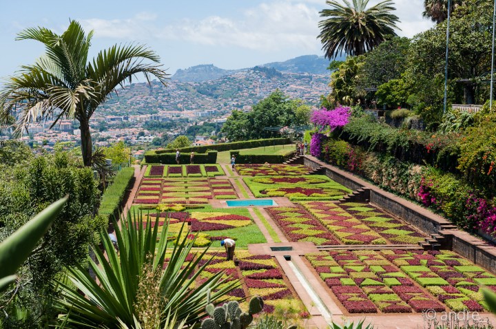jardim botânico da Madeira